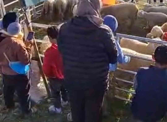 Festival Domba Batur (dokpri si bungsu)