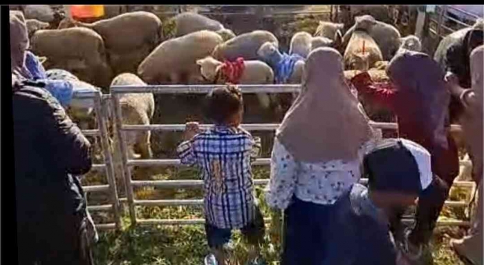 Penampakan domba yang lucu membuat anak-anak gemas(dokpri si bungsu)