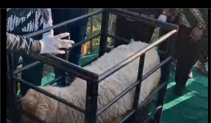 Domba batur yang siap dicukur sebagai pengganti wol,(dokpri si bungsu)