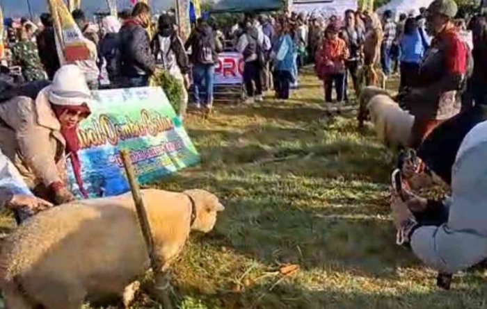 Domba Batur, Sisi Lain Pesona Dieng(dokpri si bungsu)