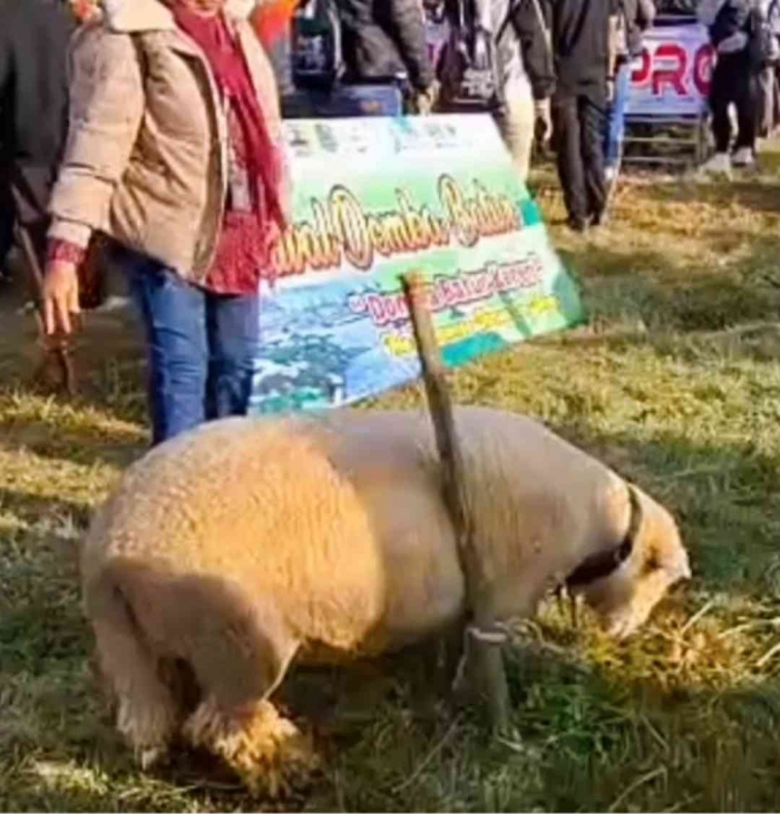 Domba Batur yang baru dicukur (dokpri si bungsu)