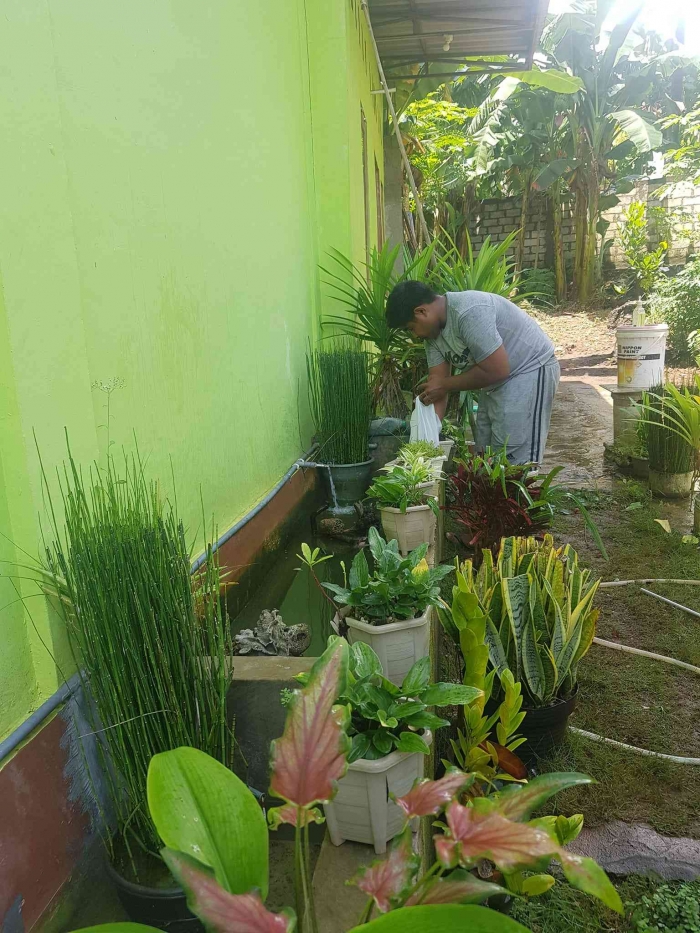 Kombinasi memelihara ikan dan tanaman memanfaatkan dinding dan lorong rumah (dok foto: Greg Nafanu)