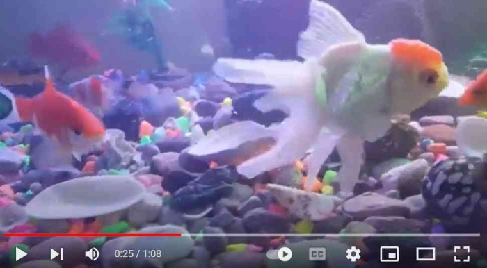 Berinteraksi dengan kehidupan dalam aquarium bisa menghilangkan stress, sekalipun hanya beberapa menit saja (dok foto: screenshot YT Gregorius Nafanu)