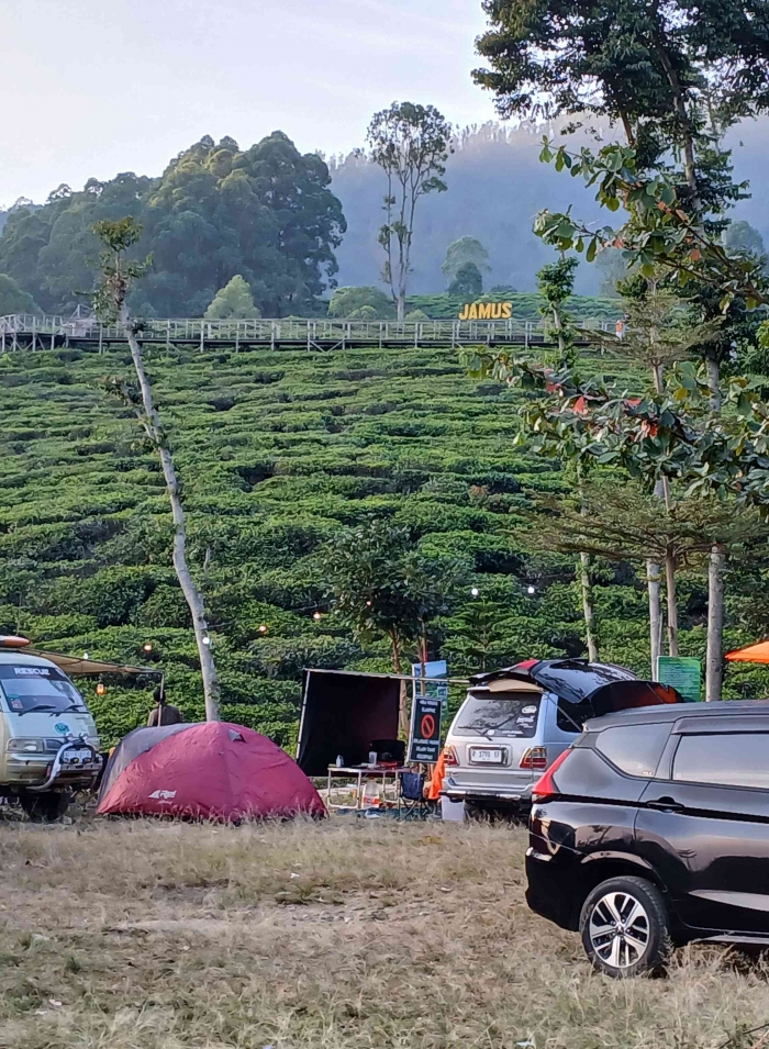Hamparan kebun teh Jamus terlihat jelas dan dekat dari lokasi perkemahan CVI(dokpri)