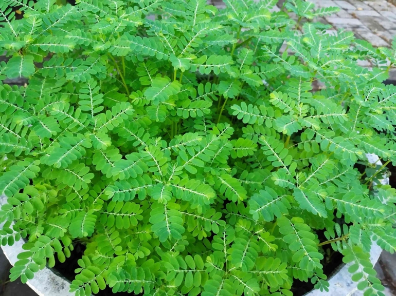 Populasi Meniran di dalam pot terlihat indah, selain dimanfaatkan sebagai Toga (dok foto: lamongankab.go.id)