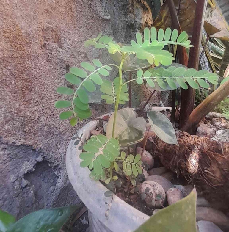 Meniran hijau ini tumbuh sendiri di di dalam pot, sebaiknya jangan dicabut karena memiliki banyak manfaat (Dok foto: Greg Nafanu)