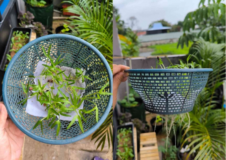 Kangkung yang mulai berdaun empat. | sumber: dokpri