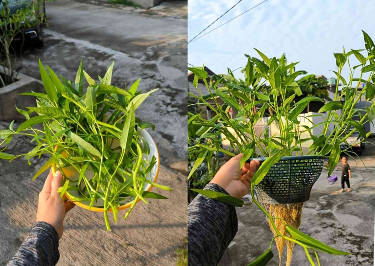 Kangkung yang sudah dipanen | sumber: dokpri