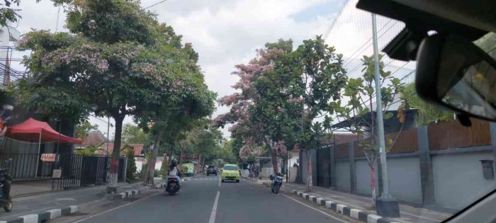 Bunga Tabebuya (foto: Yuyud)