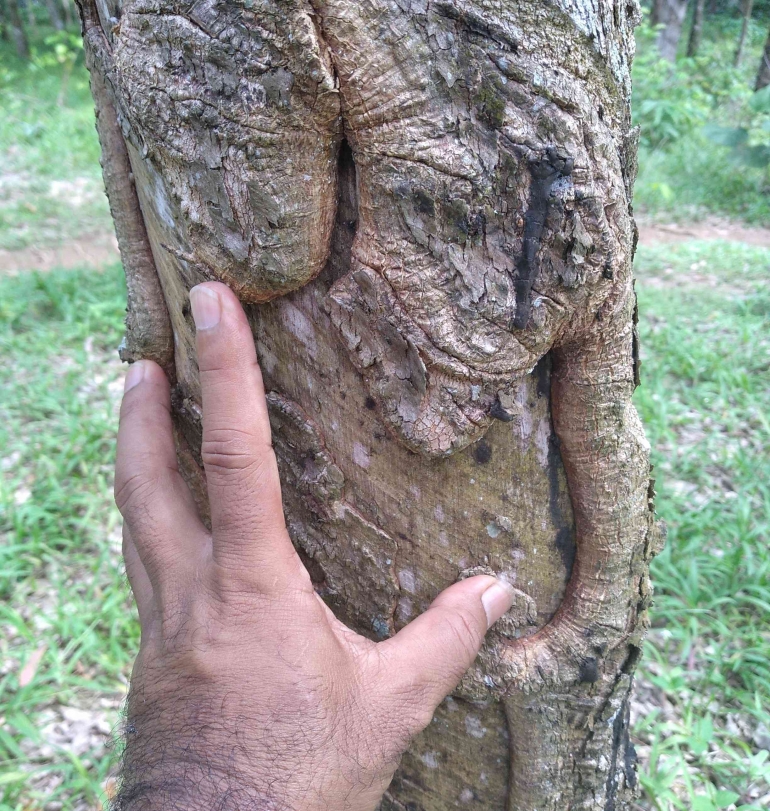 Ini adalah contoh penyadapan yang dilakukan petani yang salah sehingga merusak pertumbuhan tanaman karet (dok foto: Greg Nafanu)