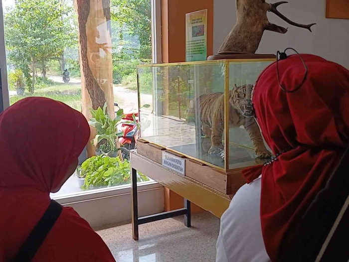 Harimau awetan di Taman Wisata Umbul (dokpri)