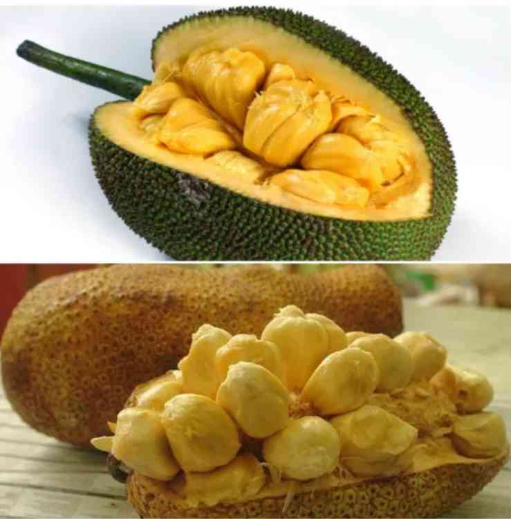 Beda buah nangka dan cempedak bagian luar dan bagian dalam (dok foto: resepkoki.id)