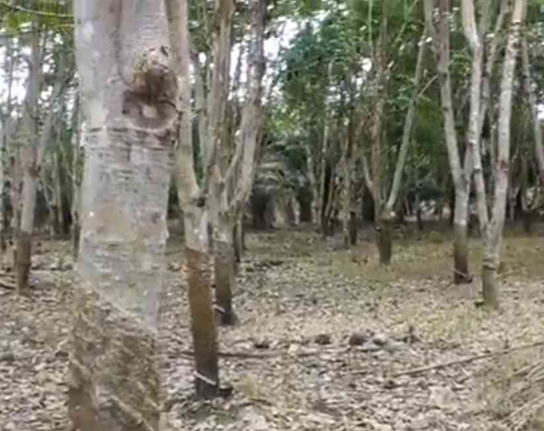 Rubber tree image