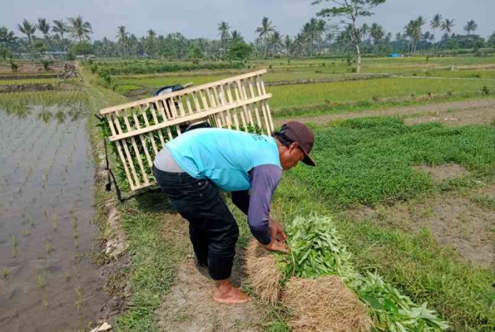 Panen kangkung cabut. | Dokumentasi pribadi