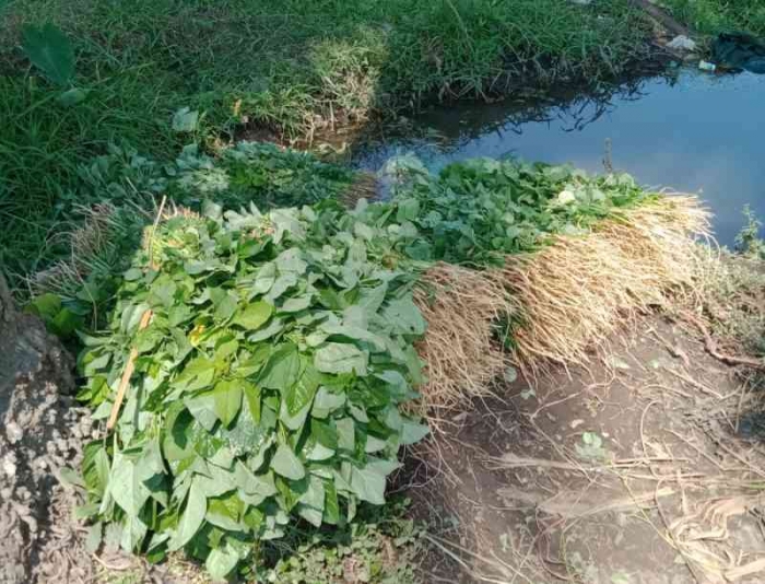 Panen bayam cabut. | Dokumentasi pribadi