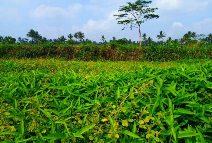 Kangkung cabut melebihi umur panen. | Dokumentasi pribadi