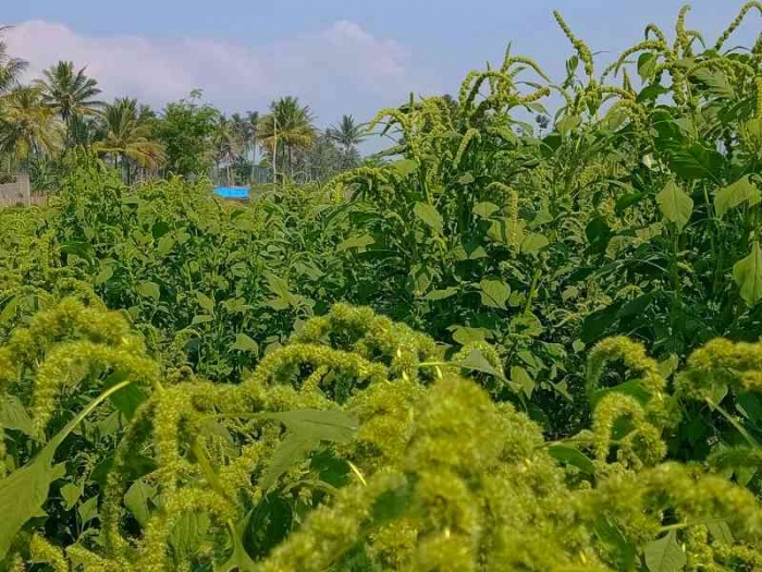 Bayam cabut melebihi umur panen. | Dokumentasi pribadi