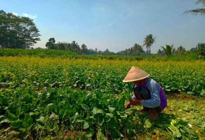 Panen sawi seminggu setelah berbunga. | Dokumentasi pribadi