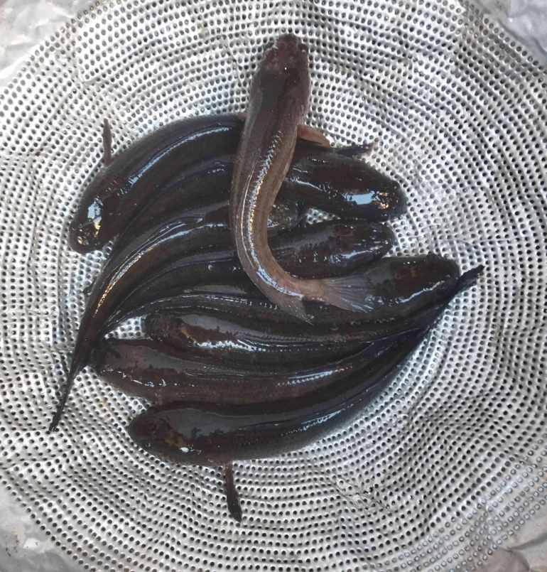 Gabus Gradasi Gabus Bukan Ikan Air Tawar Biasa, Ini Manfaatnya Untuk Kesehatan ...