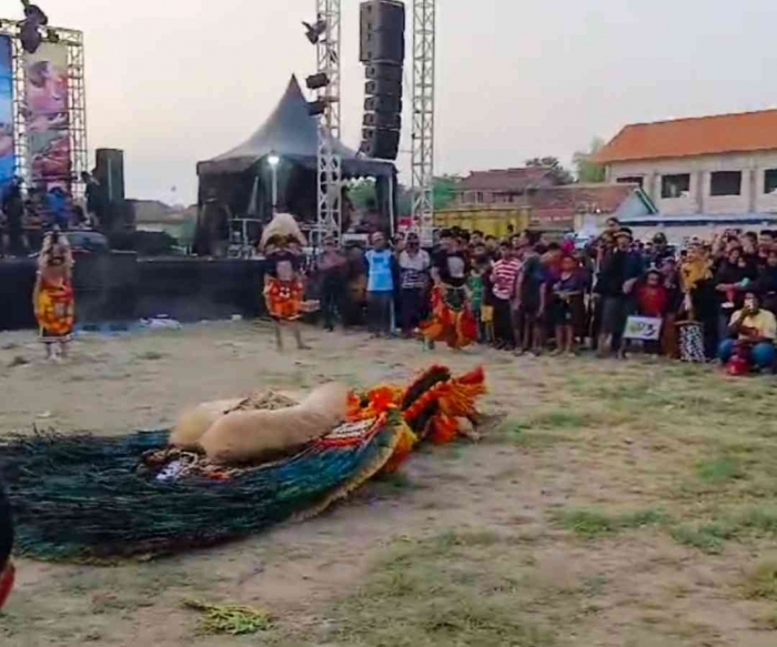 Dadak merak beraksi, berguling-guling (dokumentasi pribadi)