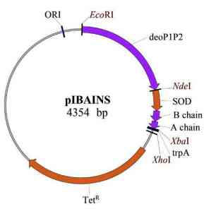 Gambar 3 Vector plasmid pIBAINS yang disisipkan dengan insulin manusia pada rantai B (Zielinski et al. 2019).