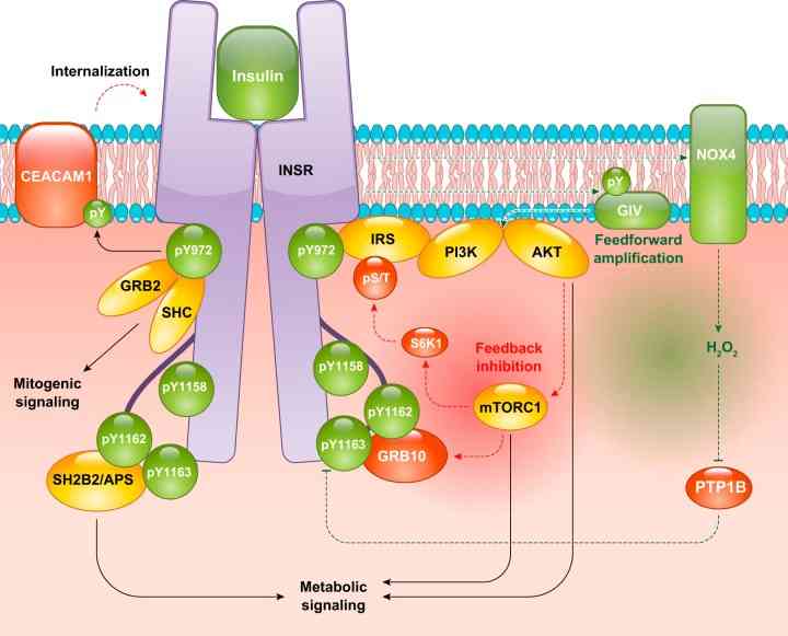 Gambar 1 Mekanisme kerja dari insulin dalam tubuh (Petersen & Shulman 2018).