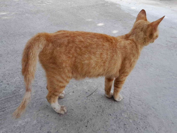Induk kucing mencari anaknya (dokpri)