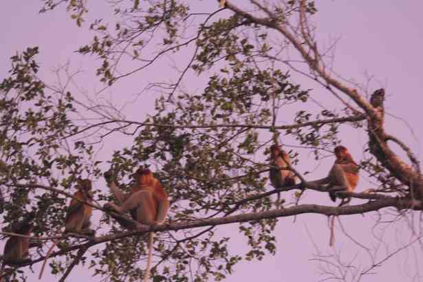 Kelompok bekantan dengan satu jantan dewasa (Photo: Tri Atmoko)