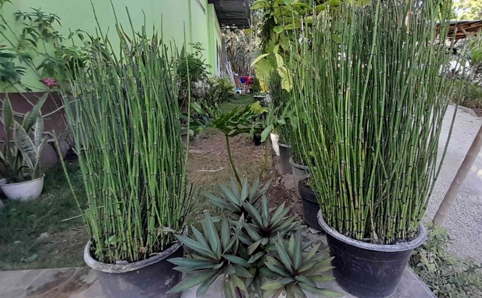 Koleksi bambu hias di rumah, dari beberapa batang kini menjadi belasan pot (dok foto: Greg Nafanu)