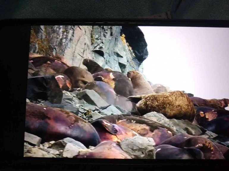 Gambar 6. Ratusan Anjing Laut Mati dan Terluka (Netflix)