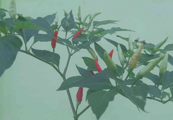 Cabai liar nan gemoy, ternyata sehat dan lebih produktif kala diberi sedikitcsentuhan perawatan (dok foto: Greg Nafsnu)