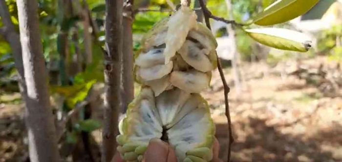 Buah nona matang pohon. rasanya nikmat hingga gigitan terakhir (dok foto: Greg Nafanu)