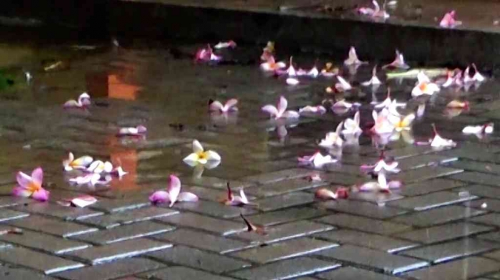 Foto bunga gugur musim hujan (Sumber: Dokumen Pribadi)