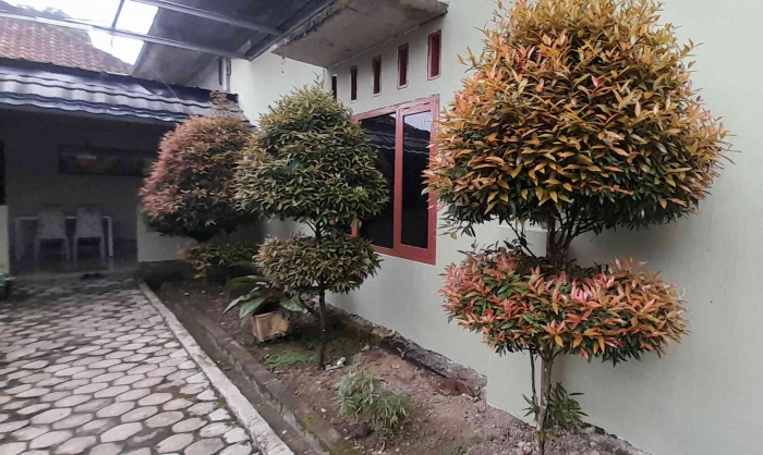 Gradasi warna alami daun tanaman Tanaman Puxuk Merah nan cantik (dok foto: Greg Nafanu)