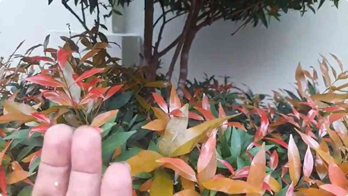 Saat muncul, pucuknya akan berwarna merah, lalu perlahan-lahan berubah menjadi coklat lalu menjadi hijau (dok foto: Greg Nafanu)