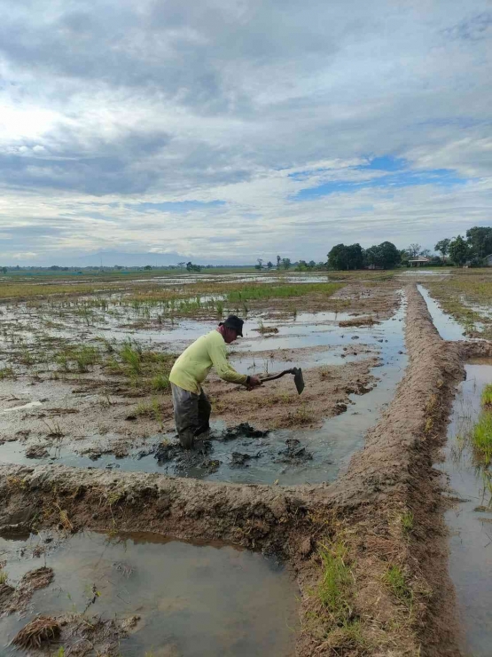 Foto Petani Sedang Menggarap Sawah ( Sumber : Dokumen Pribadi)