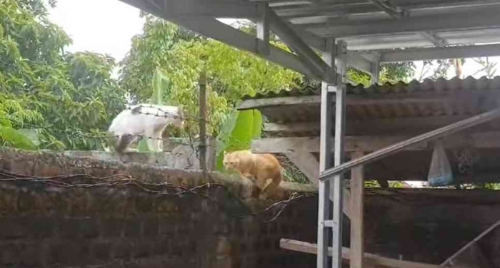 Sepasang kucing di atas pagar sedang berdialog (dok foto: Greg Nafanu)