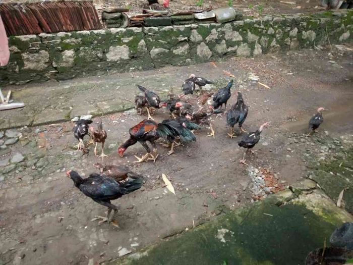 Memelihara ayam untuk kesibukan. | Dokpri