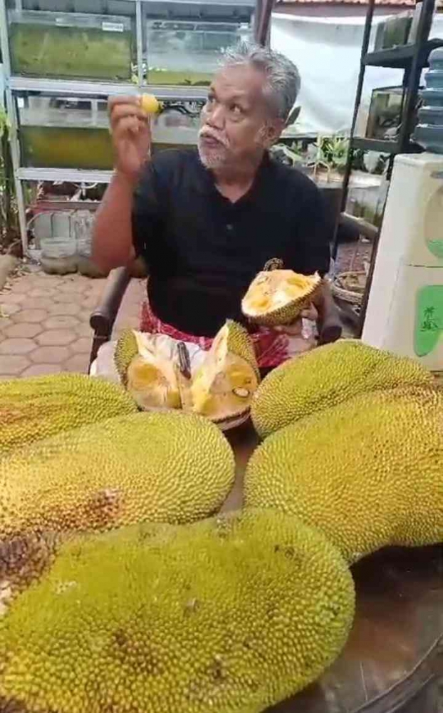 Nangka yang sudah dipetik, sumber dokumen pribadi