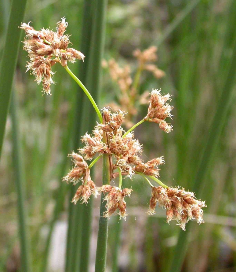 Schoenoplectus californicus, the totora flower. (Curtis Clark)