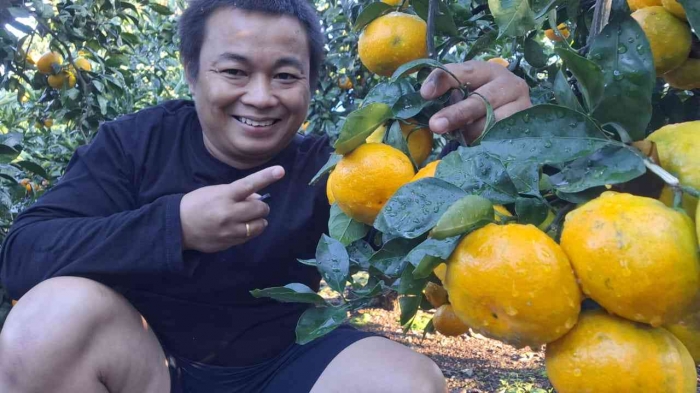 Memetik jeruk Jeju di Odeung Gamgyul Orange Farm. (Sumber: Dokumentasi Pribadi)