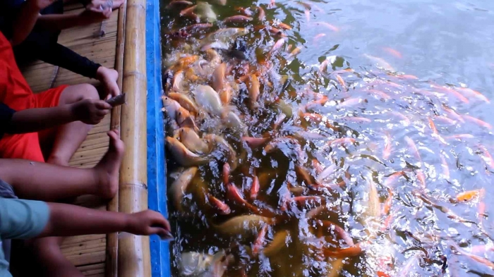 Foto anak-anak memberi makan ikan di kolam (Sumber: Dokumen pribadi)