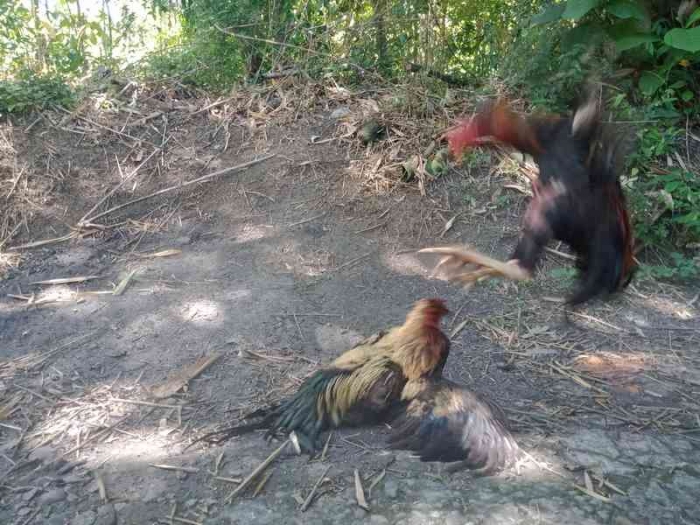 Jebreet! Berebut kekuasaan.| Dokumen pribadi