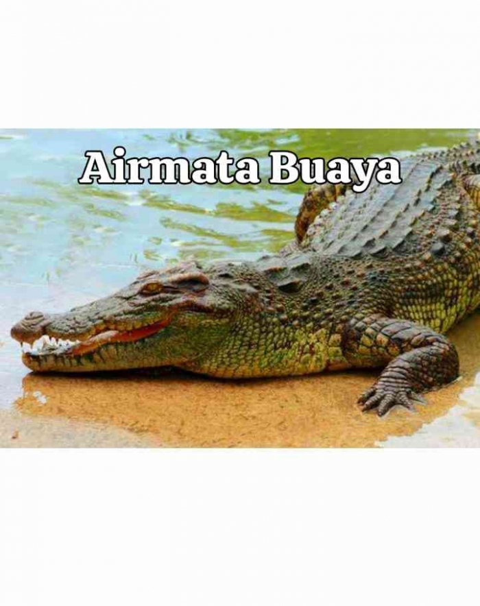 Sumber Gambar, Kompas Com