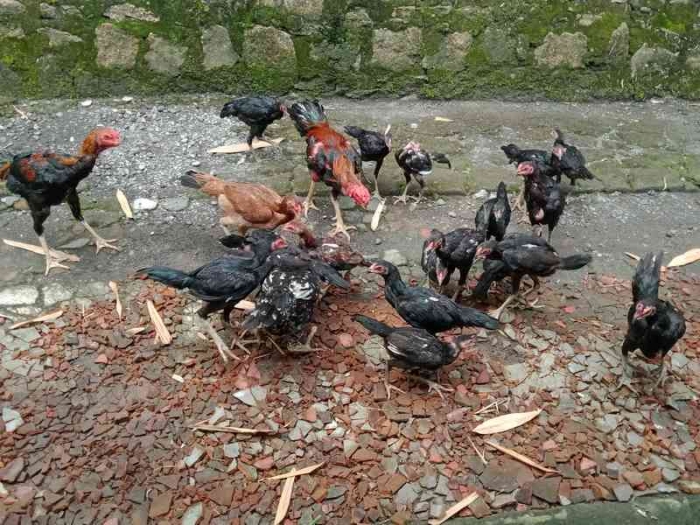 Ayam-ayam kampung atau bukan ras. | Dokpri