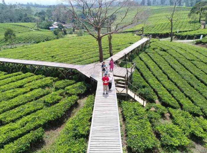 Nuansa Riung Gunung , kesejukan perkebunan teh di Pangalengan , tujuan wisata Kabupaten Bandung , 10 Januari 2025, foto: masrierie kompasiana/ angga