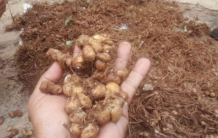 Hasil panen umbi kencur, dapat dijual ke pasar dan dimanfaatkan sendiri untuk bumbu masak dan resep herbal kesehatan (dok foto: Greg Nafanu)