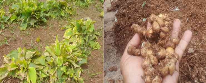 Budidaya kencur secara tumpangsari dapat menambah pendapatan keluarga petani (dok foto: Greg Nafanu)