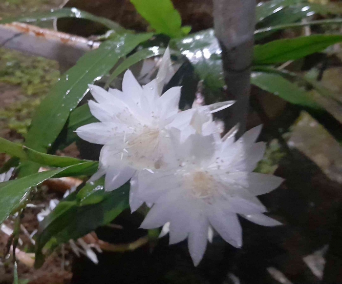 Dalam beberapa saat, Wijaya Kusuma ini mekar sempurna di tengah malam (dok foto: Greg Nafanu)