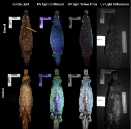 Biofluoresensi Platypus